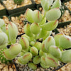 Cotyledon pendens - Cliff Cotyledon