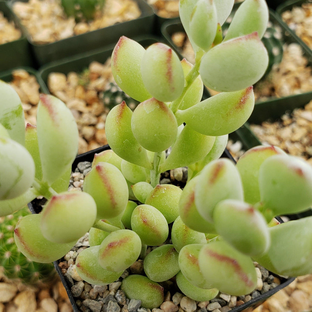 Cotyledon pendens - Cliff Cotyledon