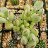 Cotyledon pendens - Cliff Cotyledon