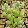 Cotyledon pendens - Cliff Cotyledon