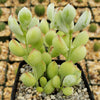 Cotyledon pendens - Cliff Cotyledon