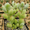 Cotyledon pendens - Cliff Cotyledon