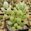 Cotyledon pendens - Cliff Cotyledon