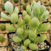 Cotyledon pendens - Cliff Cotyledon