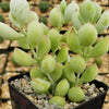 Cotyledon pendens - Cliff Cotyledon