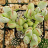 Cotyledon pendens - Cliff Cotyledon