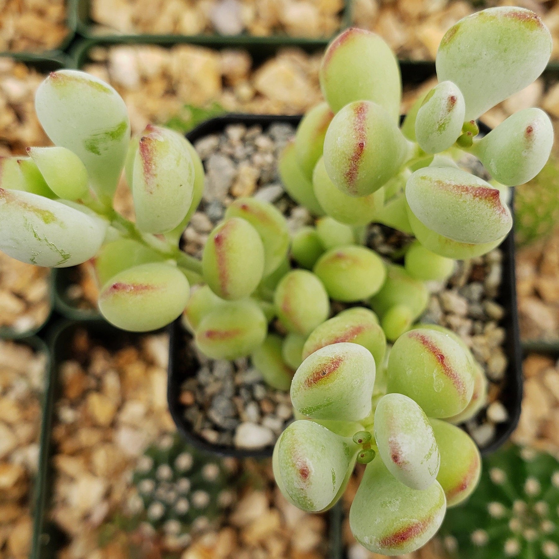 pendens succulent Shop 'Cotyledon pendens - Cliff Cotyledon' Care and Info