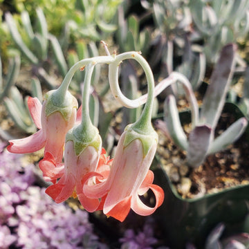 flowering plants with only one seed cotyledon Cotyledon white sprite
