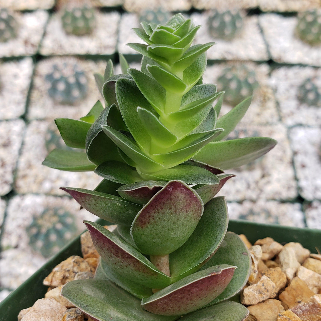 Crassula capitella turrita