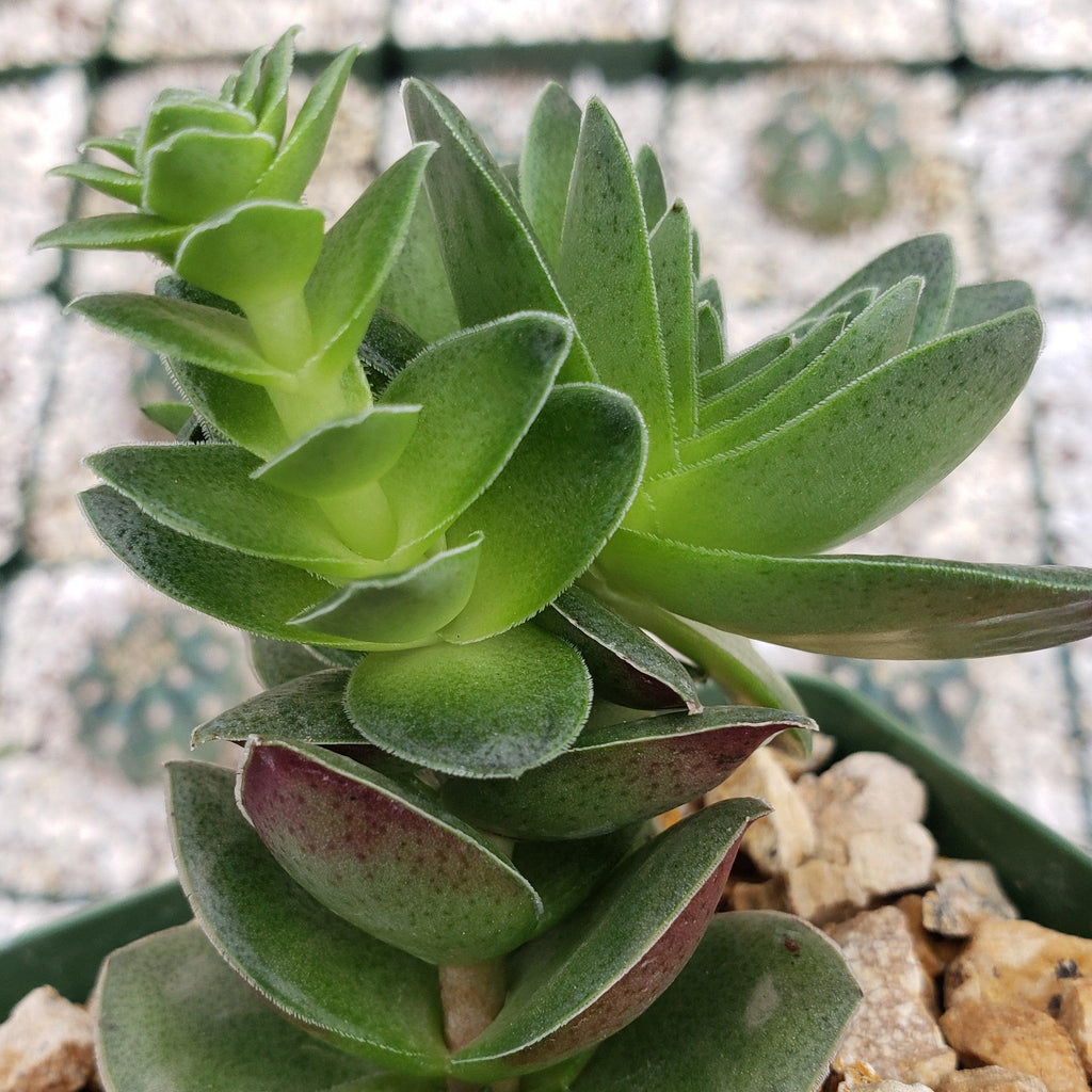 Crassula capitella turrita