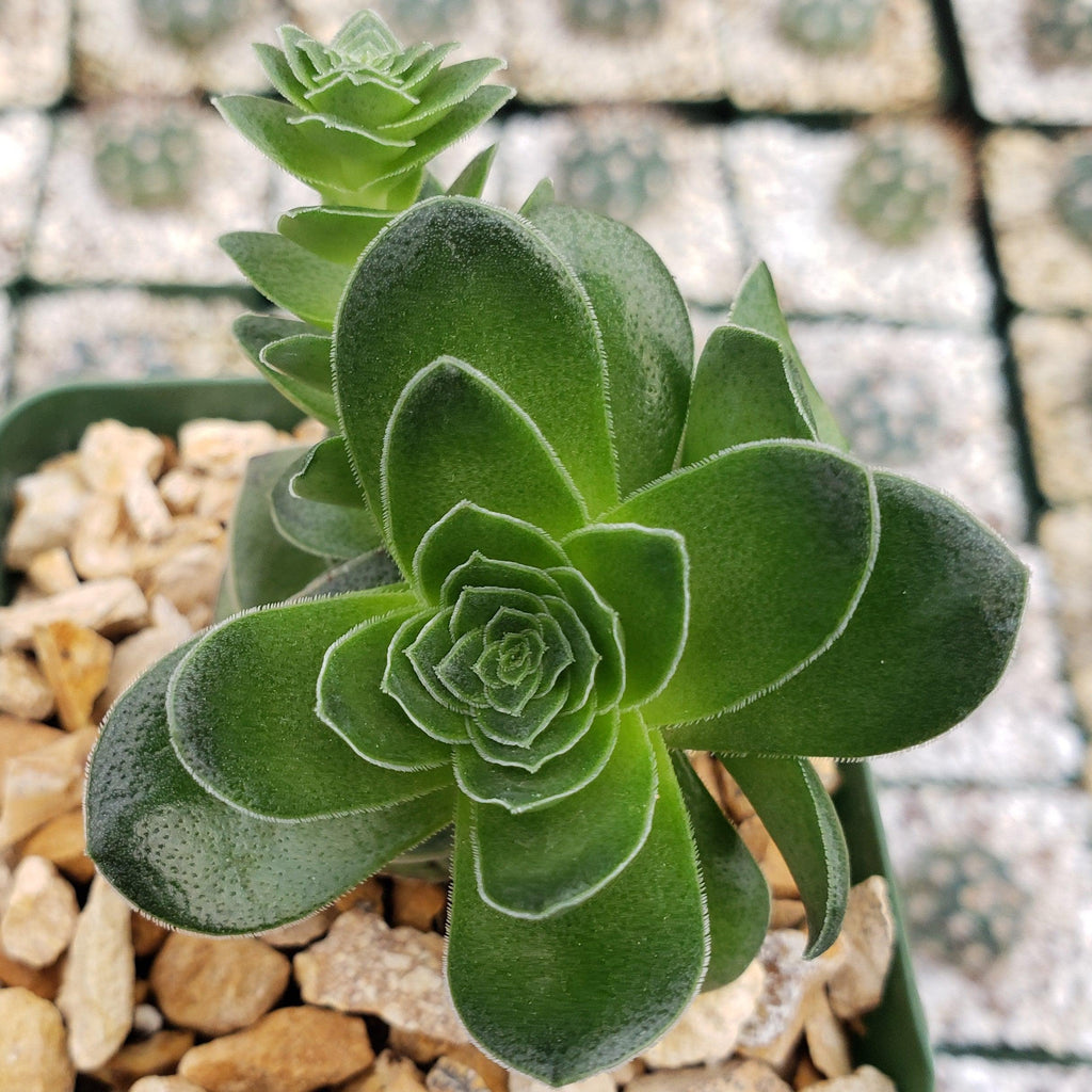 Crassula capitella turrita