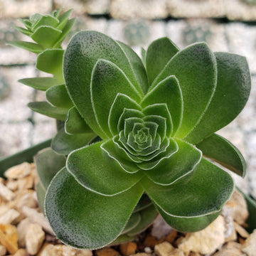 succulent with spiral leaves Crassula capitella turrita