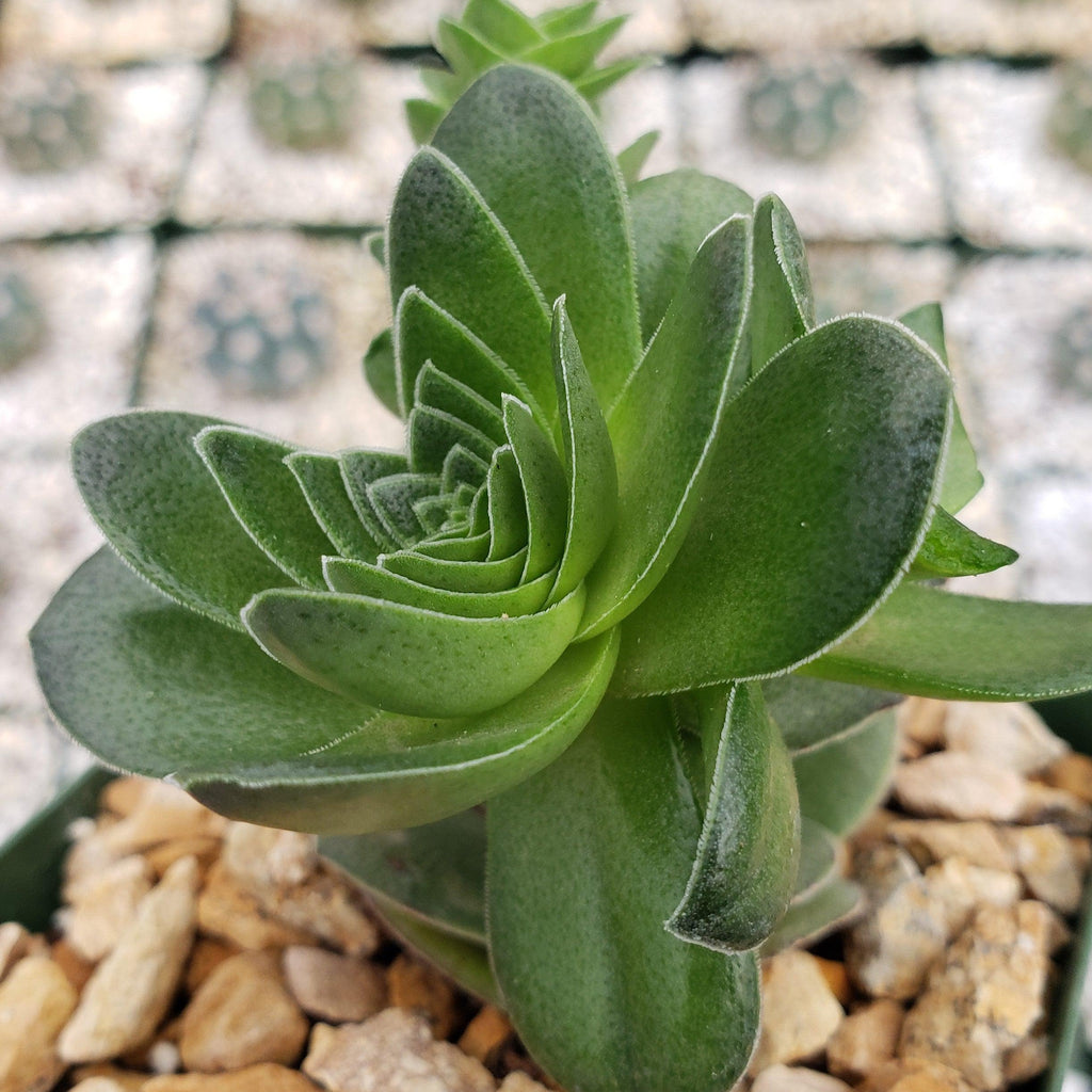 Crassula capitella turrita