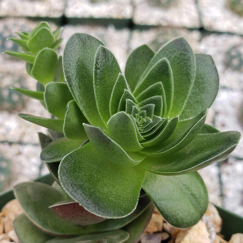 Crassula capitella turrita