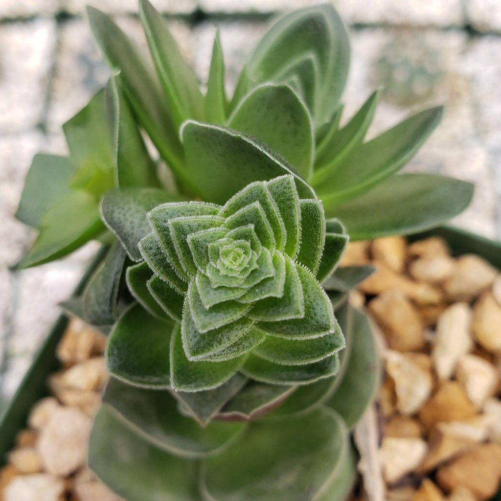 Crassula capitella turrita