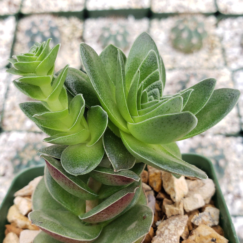 Crassula capitella turrita