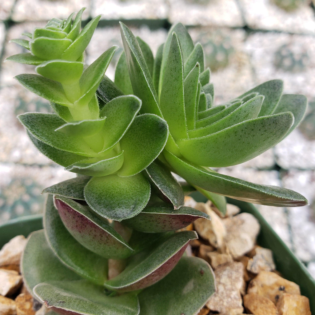 Crassula capitella turrita
