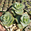 Crassula x perforata Ivory Towers