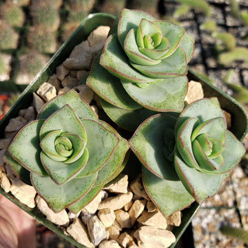 perforata succulent Crassula x perforata Ivory Towers