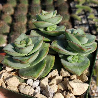 Crassula x perforata Ivory Towers