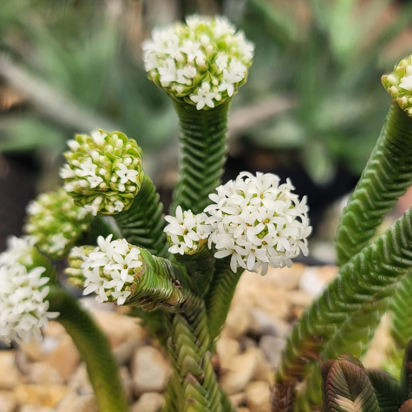 pyramidalis succulent Pagoda Mini Jade ‘Crassula pyramidalis’
