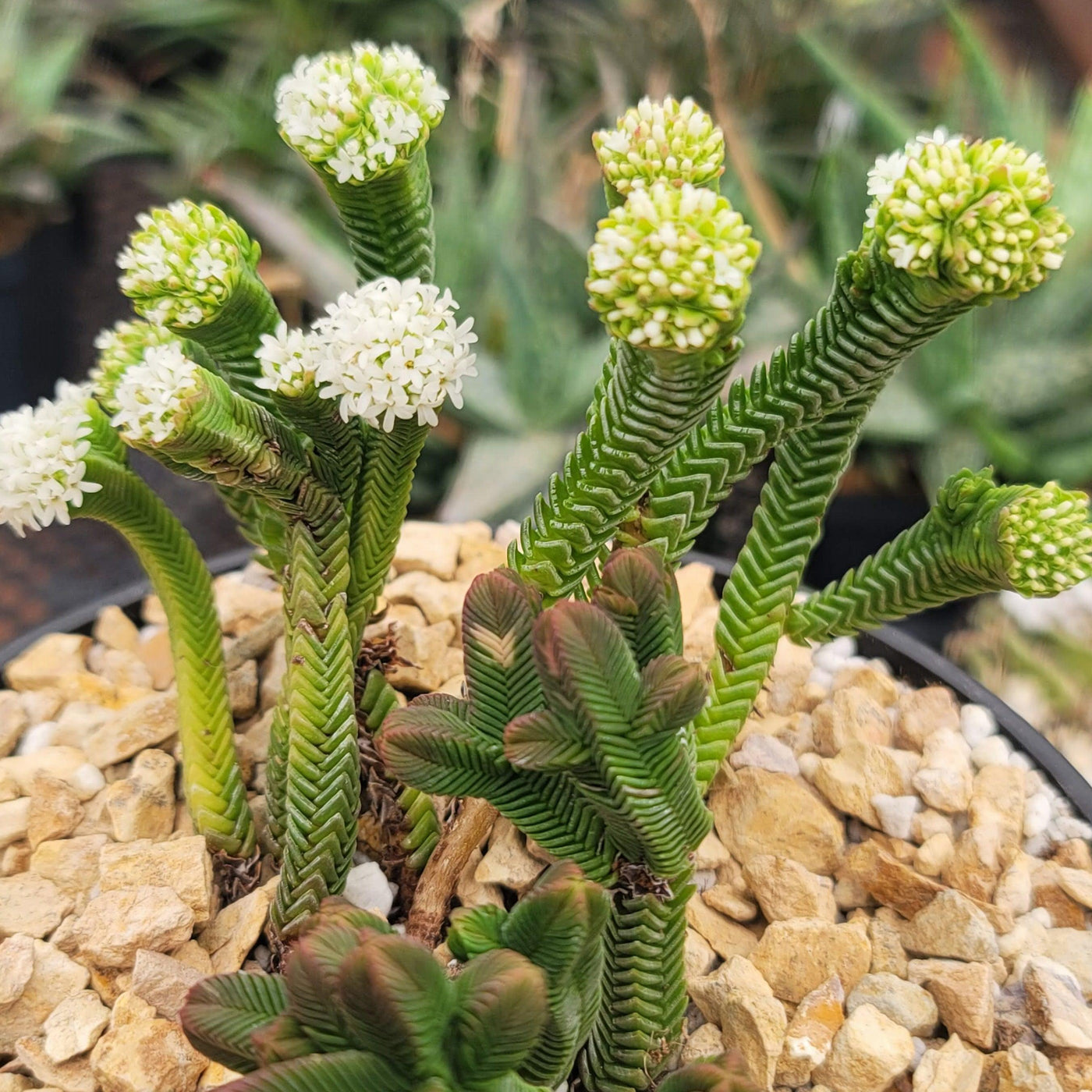 pyramid succulent Pagoda Mini Jade ‘Crassula pyramidalis’