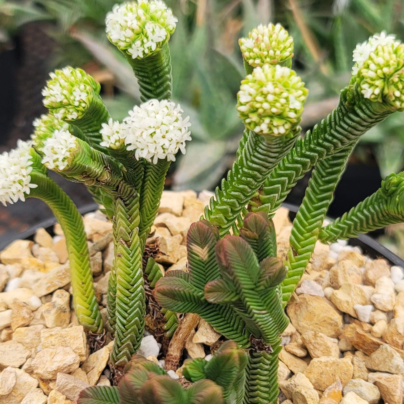 jade pagoda plant Pagoda Mini Jade ‘Crassula pyramidalis’