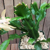 White Thanksgiving Cactus &