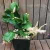 White Thanksgiving Cactus &