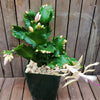 White Thanksgiving Cactus &