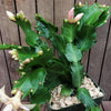 White Thanksgiving Cactus &