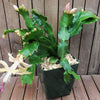 White Thanksgiving Cactus &