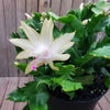 White Thanksgiving Cactus &