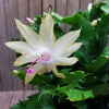 White Thanksgiving Cactus &