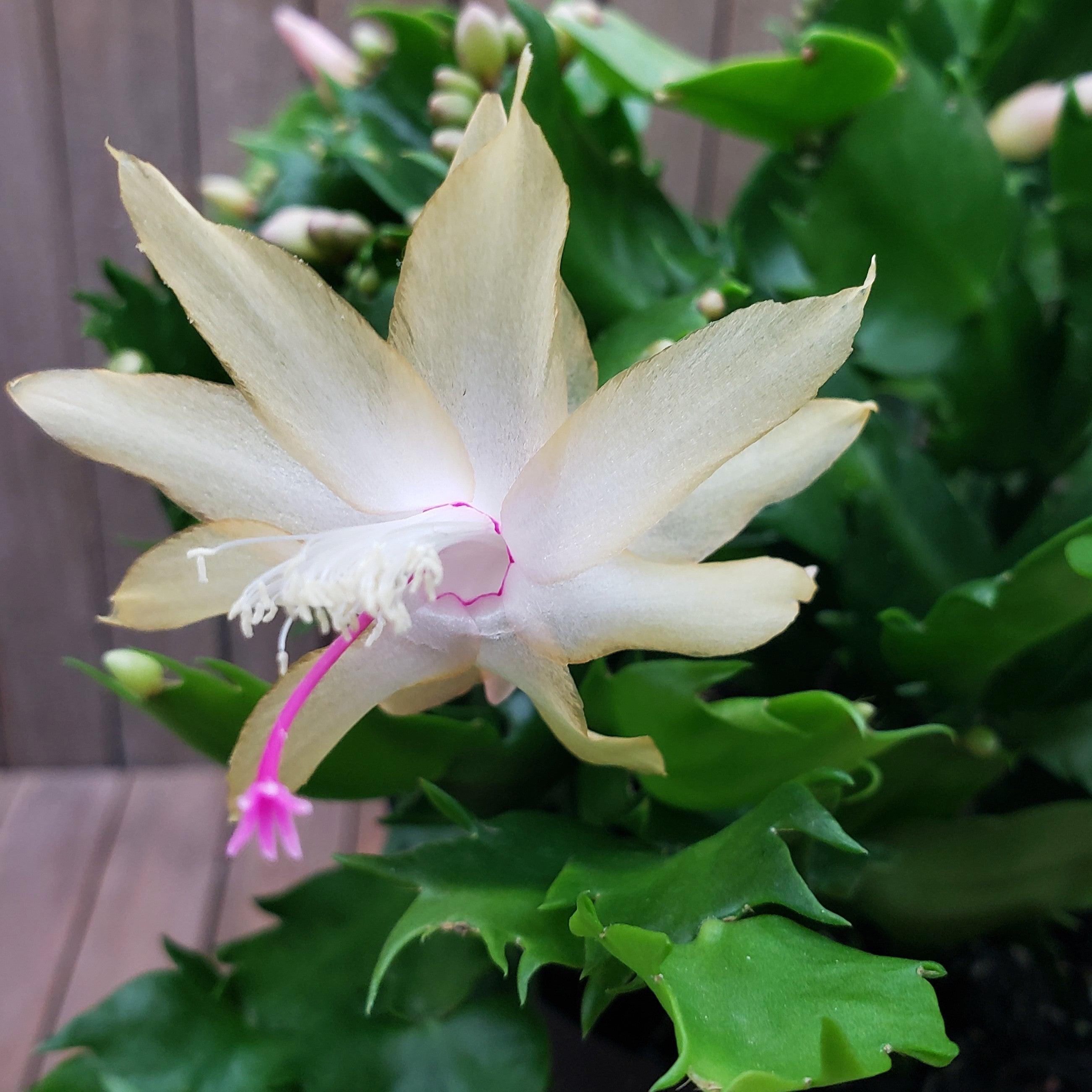 White Thanksgiving Cactus 'Schlumbergera truncata'