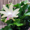 White Thanksgiving Cactus &