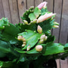 White Thanksgiving Cactus &