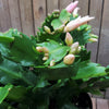 White Thanksgiving Cactus &