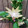 White Thanksgiving Cactus &