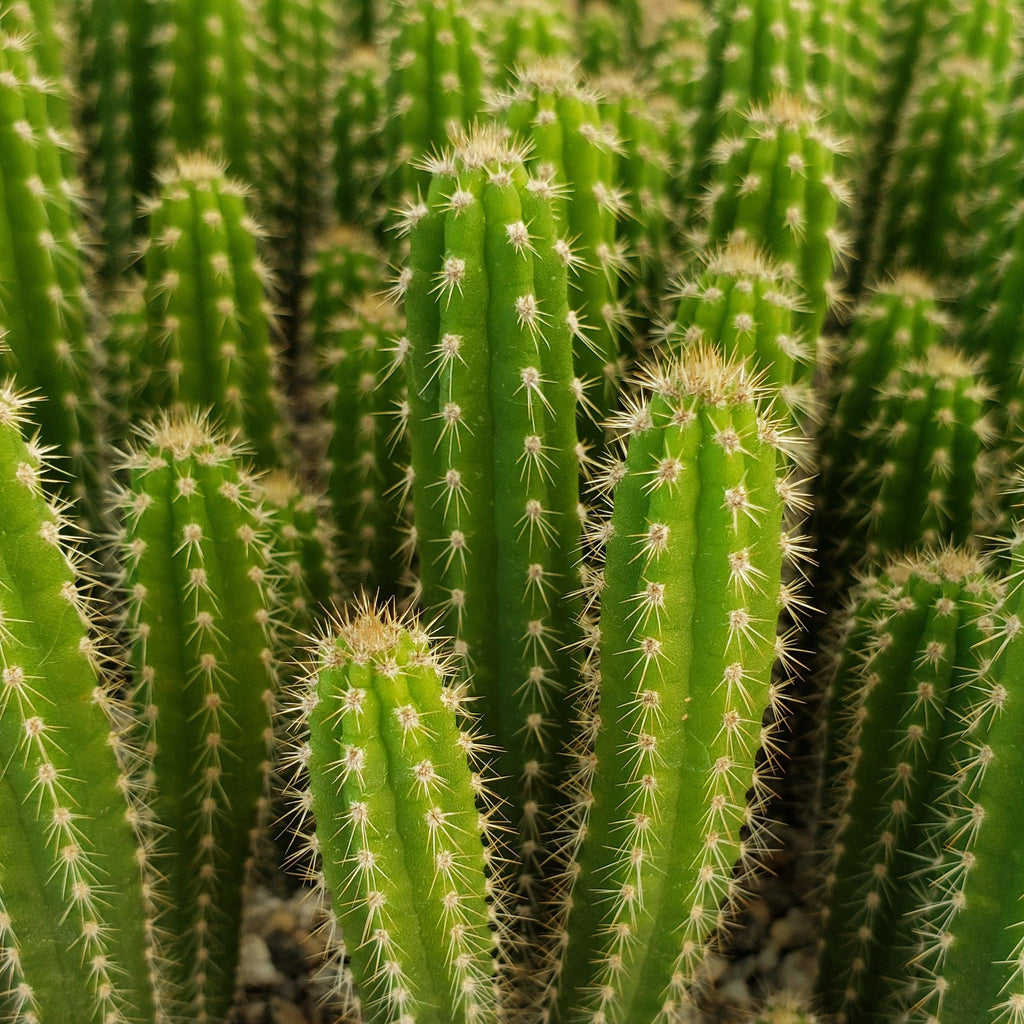 Yungasocereus inquisivensis