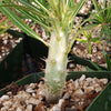 Pachypodium rosulatum