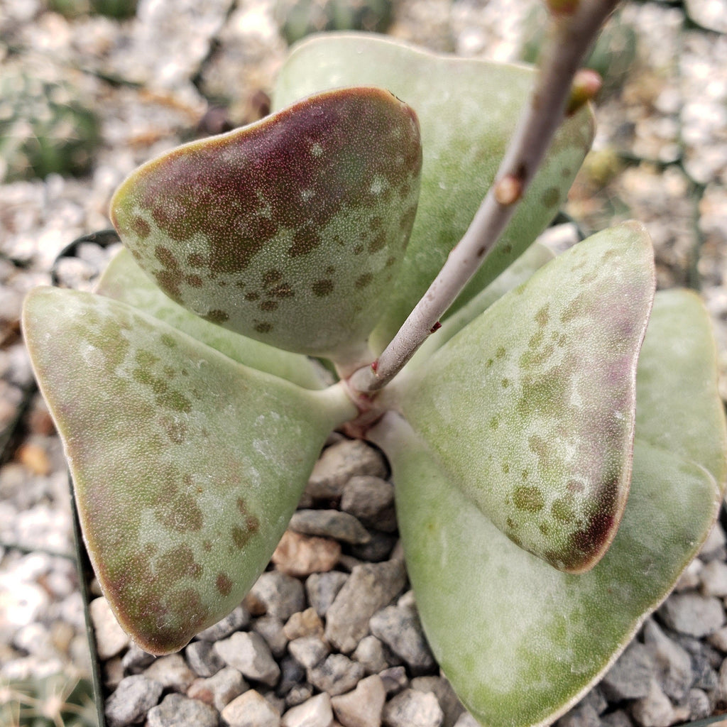 Adromischus triflorus &