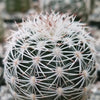 Echinocereus adustus