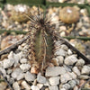 Cereus aethiops