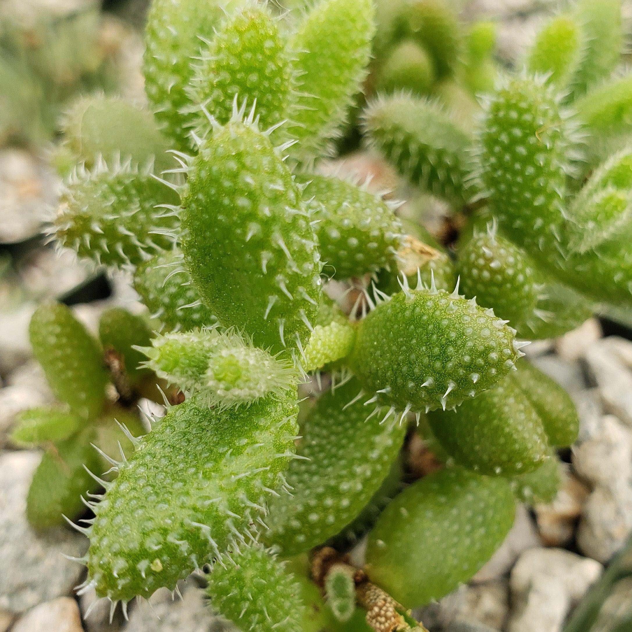 Pickle Plant ‘Delosperma echinatum’