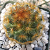 Mammillaria carmenae