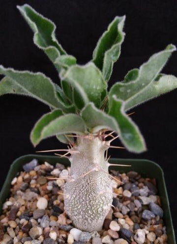 succulent with thick trunk Pachypodium lealii