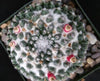 Mammillaria sempervivi