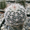 Echinocereus adustus