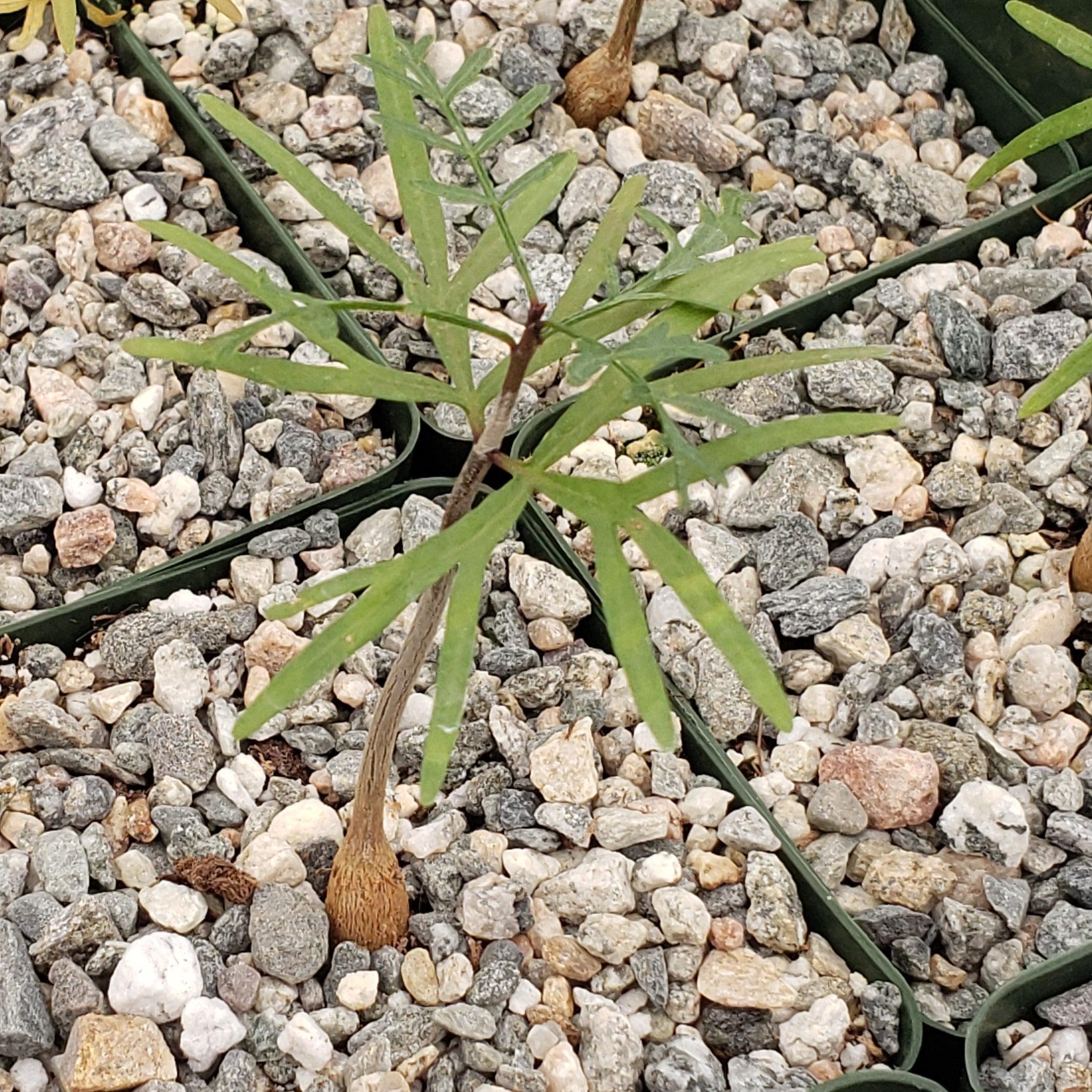 Bursera microphylla Elephant Tree